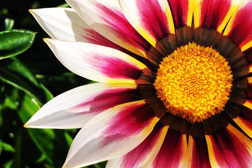 pink and white flower