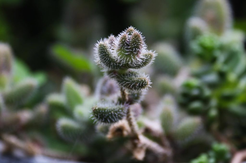 green flower